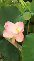 八幡神社の自然