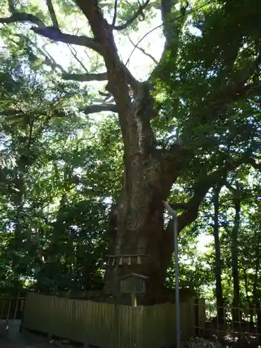 船江上社の自然