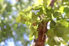 三津厳島神社の自然