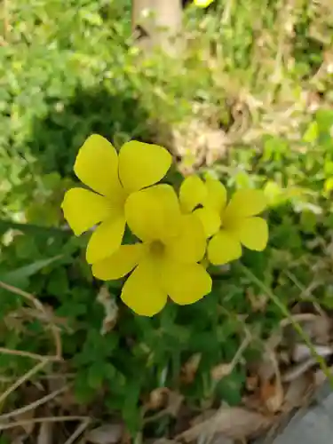鷺宮八幡神社(東京都)