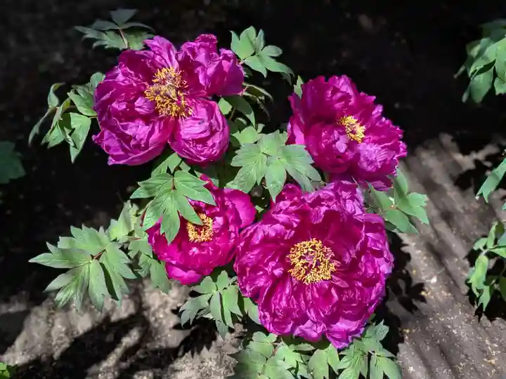 上野東照宮(東京都)