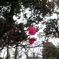 布多天神社の自然