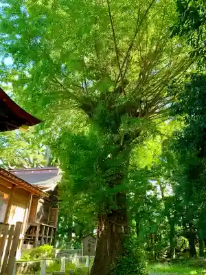 津島神社(宮城県)