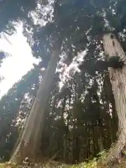 黒森神社の自然