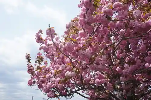 桜町二宮神社の自然