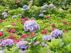 三室戸寺の自然