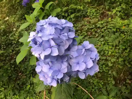 三千院門跡の自然