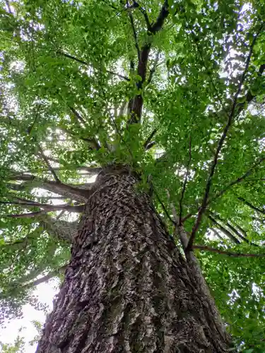 田無神社(東京都)