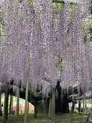 足利織姫神社(栃木県)