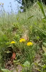 白狐山光星寺(山形県)(2023年04月23日(日) 18時24分01秒投稿)