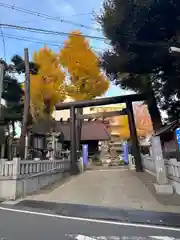 高円寺氷川神社の鳥居