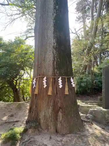 高瀧神社の{uncategorized: "未分類", other: "その他", undefined: "問題あり", building: "その他建物", grave: "お墓", sacred_gate: "鳥居", guardian: "狛犬", statue: "像", buddha: "仏像", history: "歴史", nature: "自然", garden: "庭園", animal: "動物", pagoda: "塔", temizu: "手水舎", mountain_gate: "山門・神門", sanctuary: "本殿・本堂", subordinate: "末社・摂社", art: "芸術", scenery: "景色", jizo: "地蔵", ema: "絵馬", goshuin: "御朱印", omikuji: "おみくじ", items: "授与品その他", amulet: "お守り", goshuincho: "御朱印帳", eats: "食事", festival: "お祭り", votive_dance: "神楽", shichigosan: "七五三参", wedding: "結婚式", experience: "体験その他", initially: "初詣", around: "周辺", anti_infection: "感染症対策"}