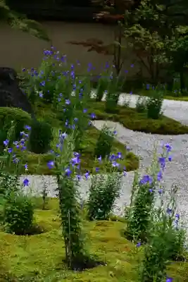 廬山寺(廬山天台講寺)(京都府)