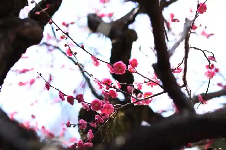 大國魂神社の{uncategorized: "未分類", other: "その他", undefined: "問題あり", building: "その他建物", grave: "お墓", sacred_gate: "鳥居", guardian: "狛犬", statue: "像", buddha: "仏像", history: "歴史", nature: "自然", garden: "庭園", animal: "動物", pagoda: "塔", temizu: "手水舎", mountain_gate: "山門・神門", sanctuary: "本殿・本堂", subordinate: "末社・摂社", art: "芸術", scenery: "景色", jizo: "地蔵", ema: "絵馬", goshuin: "御朱印", omikuji: "おみくじ", items: "授与品その他", amulet: "お守り", goshuincho: "御朱印帳", eats: "食事", festival: "お祭り", votive_dance: "神楽", shichigosan: "七五三参", wedding: "結婚式", experience: "体験その他", initially: "初詣", around: "周辺", anti_infection: "感染症対策"}