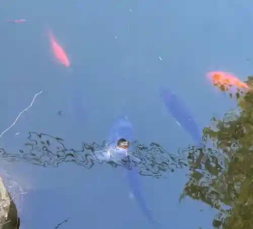 神炊館神社 ⁂奥州須賀川総鎮守⁂の御朱印