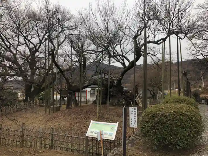 実相寺の自然