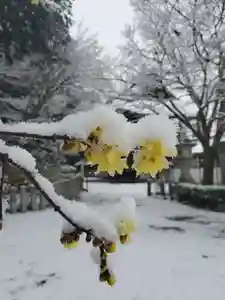 沙沙貴神社の自然(2021年12月26日(日) 10時16分14秒投稿)