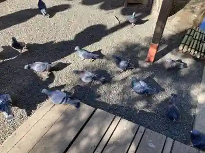 平塚八幡宮(神奈川県)