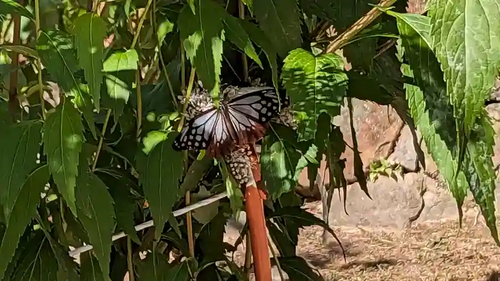 大原野神社(京都府)