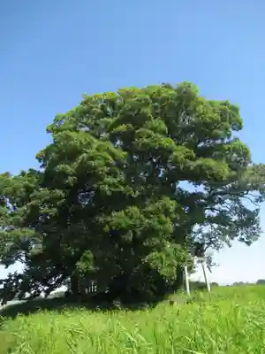 神明神社の自然