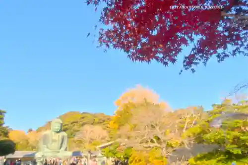 高徳院の景色