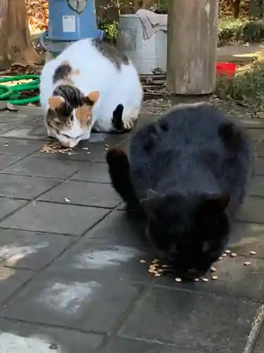 間々田八幡宮の動物