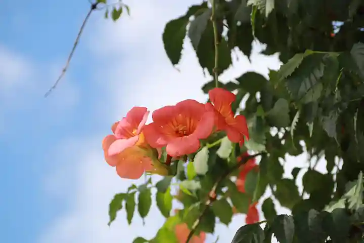 大鏑神社の自然