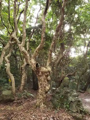 渡海神社の自然
