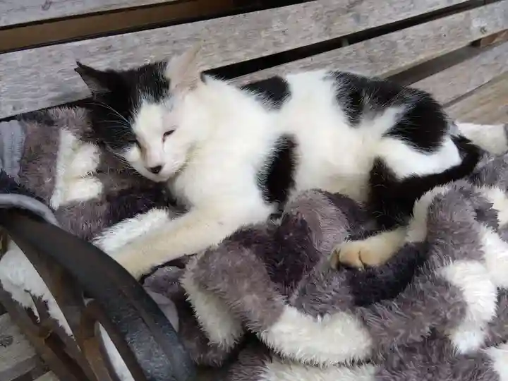 御誕生寺(猫寺)(福井県)