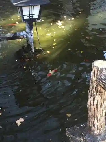 結城神社の動物