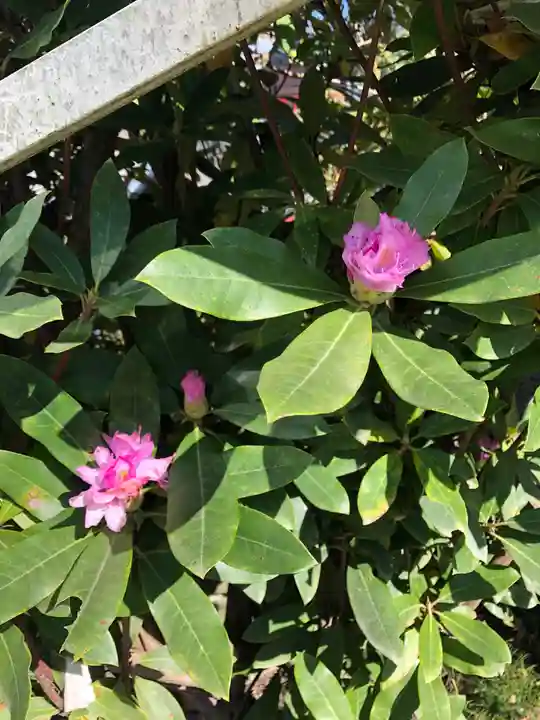 高良大社の自然