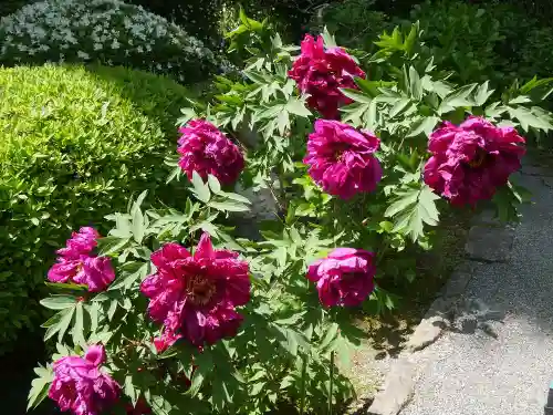 長壽寺（長寿寺）の自然