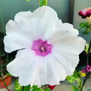 豊景神社の自然(2020年09月13日(日) 05時50分49秒投稿)