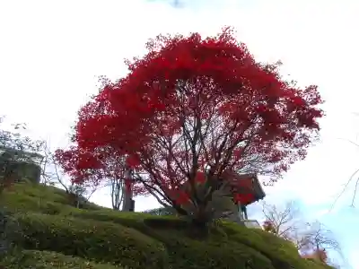 善峯寺(京都府)