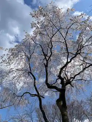 勝持寺（花の寺）(京都府)
