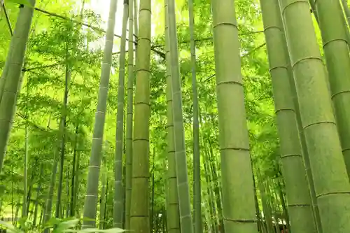 報国寺(神奈川県)