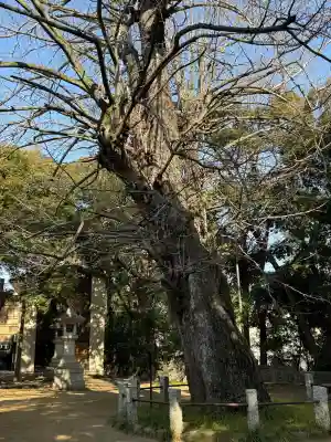 赤坂氷川神社(東京都)