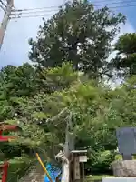 日枝神社の自然