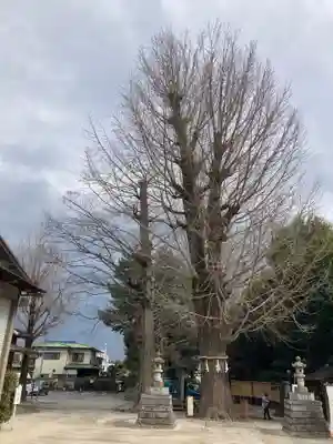 春日部八幡神社(埼玉県)