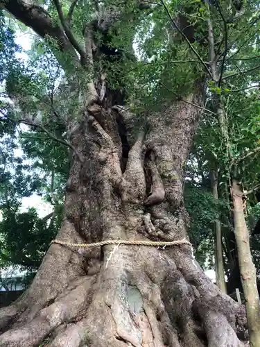 川津来宮神社の自然