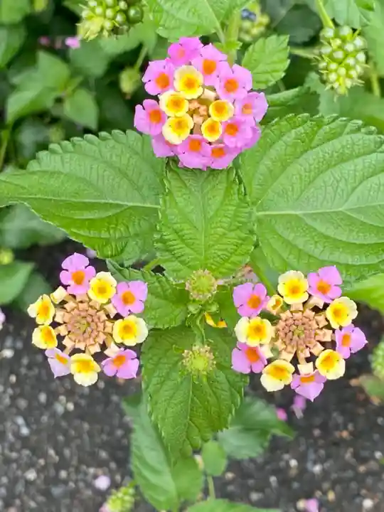 許波多神社(小幡東中鎮座)の自然