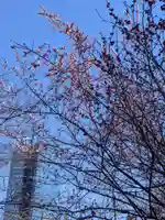 芝東照宮の自然