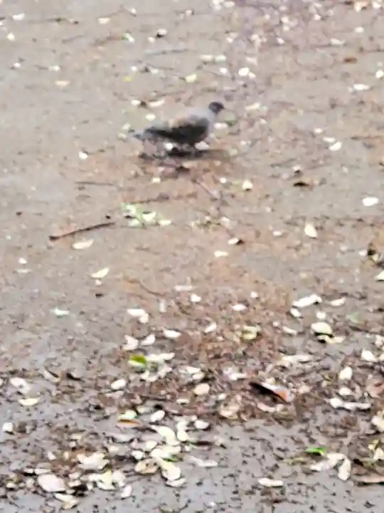 下総野田愛宕神社の動物