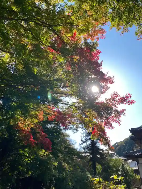 高尾山麓氷川神社の自然