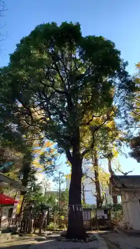 駒込天祖神社の自然