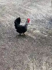 大崎八幡宮の動物