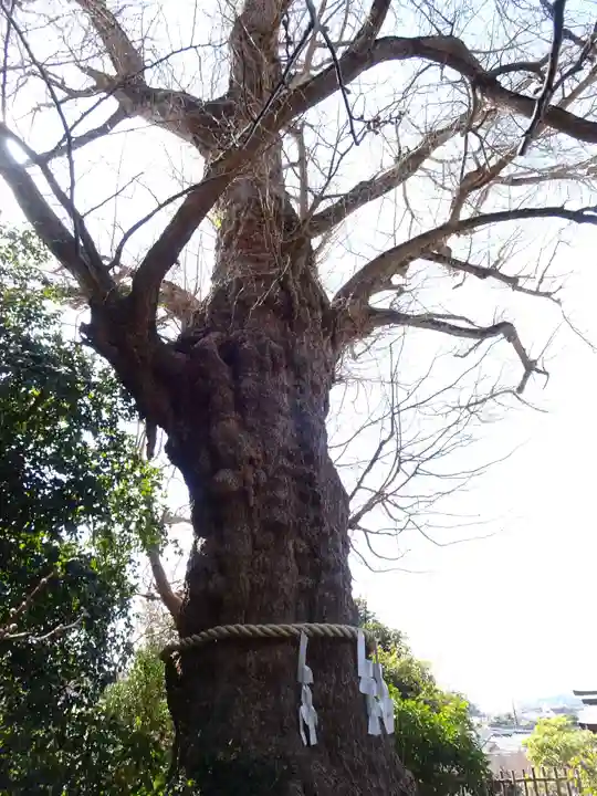 荏柄天神社の自然
