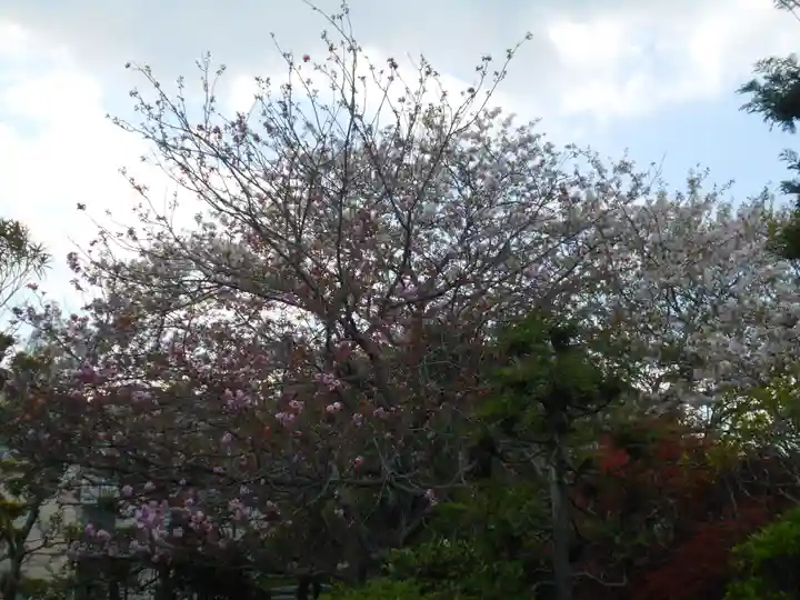 極楽寺(霊鷲山感應院極楽律寺)の自然