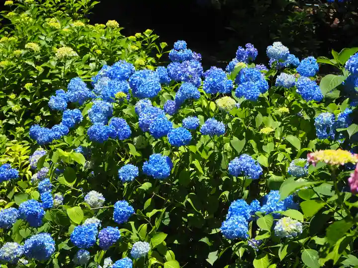 三室戸寺の自然
