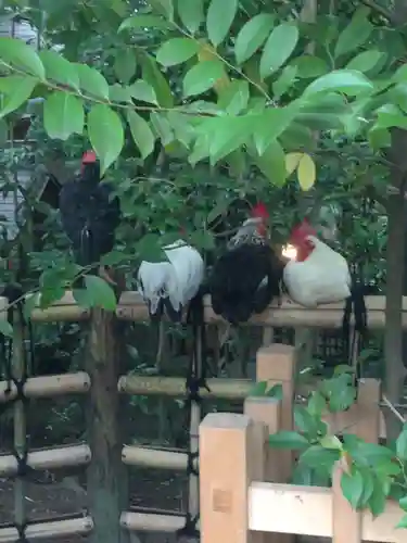 大崎八幡宮の動物